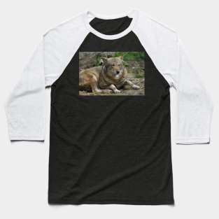 Red Wolf Baseball T-Shirt